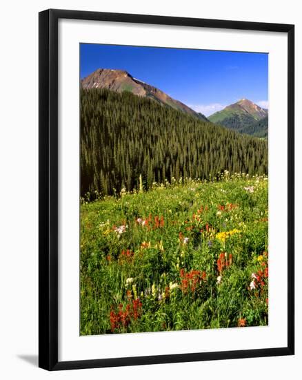 Colorado, Maroon Bells-Snowmass Wilderness. Wildflowers in Meadow-Steve Terrill-Framed Photographic Print