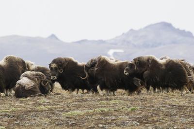 Photographic Print, , small