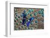 A Small Blue Butterfly on Malayan Peacock-Pheasant Feather Design-Darrell Gulin-Framed Photographic Print