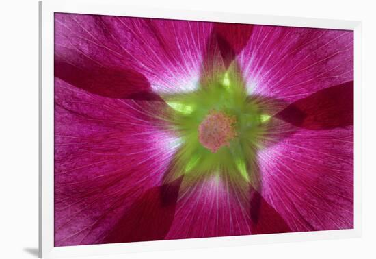 USA, Washington State, Seabeck. Hollyhock Blossom Composite-Don Paulson-Framed Photographic Print