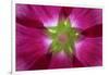 USA, Washington State, Seabeck. Hollyhock Blossom Composite-Don Paulson-Framed Photographic Print