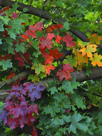 Photographic Print, , small