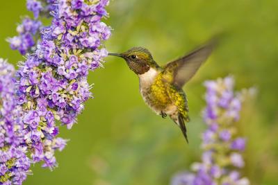 Photographic Print, , small