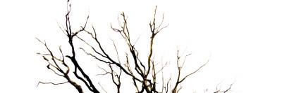 Photographic Print, , small