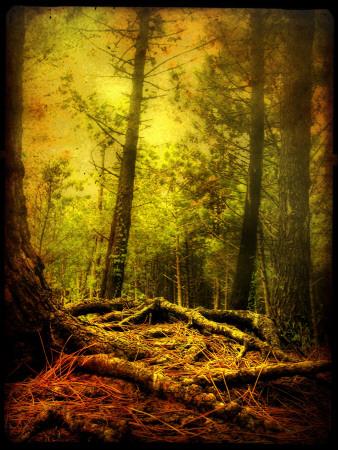 Photographic Print, , small