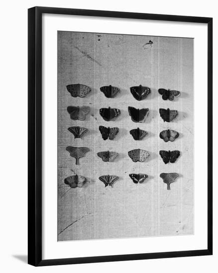 A Collection of Butterflies-India Hobson-Framed Photographic Print