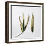 Decaying Leaf-Clive Nolan-Framed Photographic Print