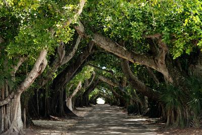 Photographic Print, , small