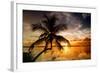 Palm Paradise at Sunset - Florida - USA-Philippe Hugonnard-Framed Photographic Print