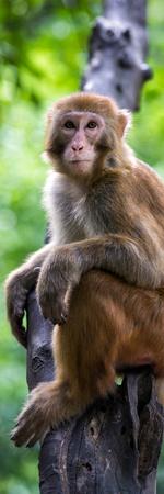 Photographic Print, , small