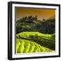 China 10MKm2 Collection - Rice Terraces - Longsheng Ping'an - Guangxi-Philippe Hugonnard-Framed Photographic Print