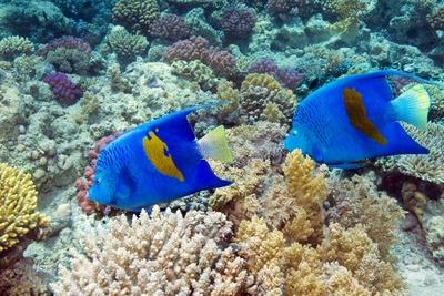 Photographic Print, , small