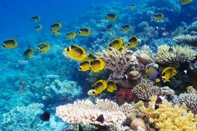 Photographic Print, , small