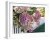 Hydrangea Garden Flowers-Tony Craddock-Framed Photographic Print