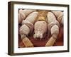 Sheep Tick, SEM-Steve Gschmeissner-Framed Photographic Print