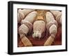 Sheep Tick, SEM-Steve Gschmeissner-Framed Photographic Print