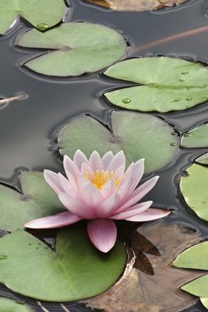 Photographic Print, , small