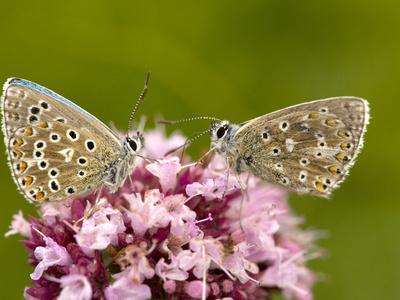 Photographic Print, , small