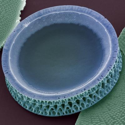 Photographic Print, , small