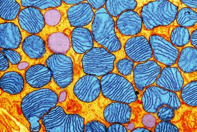 Photographic Print, , small