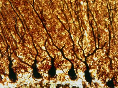 Photographic Print, , small