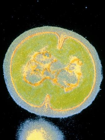 Photographic Print, , small