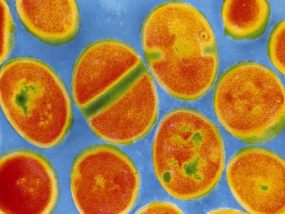 Photographic Print, , small