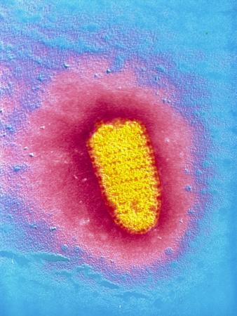 Photographic Print, , small