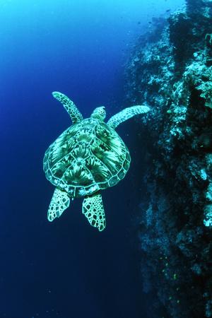 Photographic Print, , small