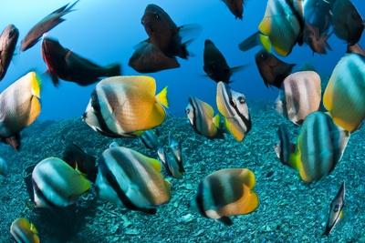 Photographic Print, , small