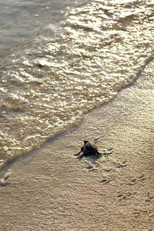 Photographic Print, , small