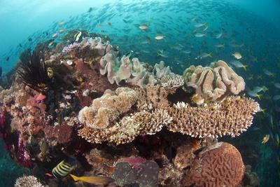 Photographic Print, , small