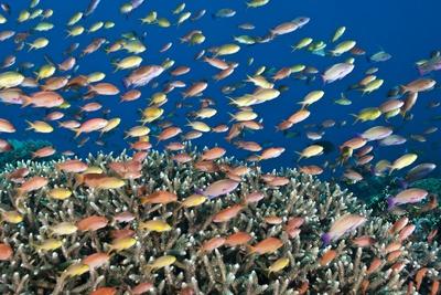 Photographic Print, , small