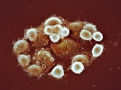 Photographic Print, , small