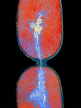 Photographic Print, , small