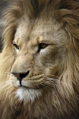 Photographic Print, , small