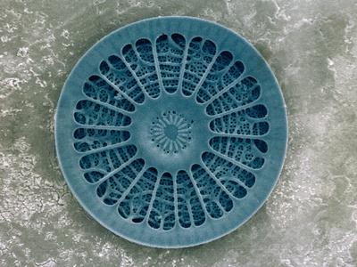 Photographic Print, , small