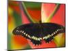 Polydamas Swallowtail Butterfly on Heliconia Flower-Darrell Gulin-Mounted Photographic Print