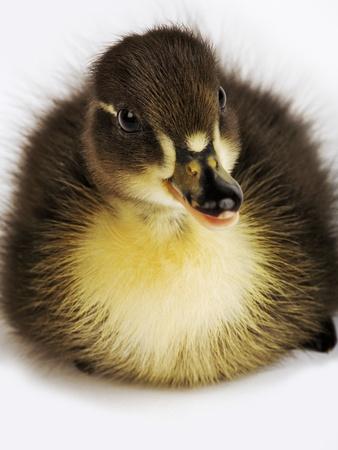 Photographic Print, , small