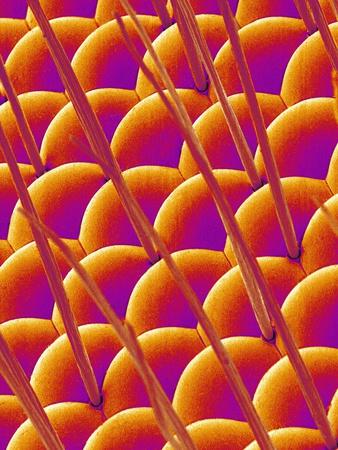 Photographic Print, , small