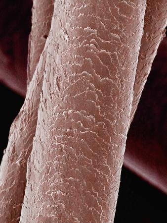 Photographic Print, , small