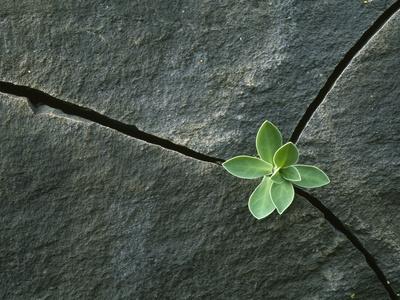 Photographic Print, , small