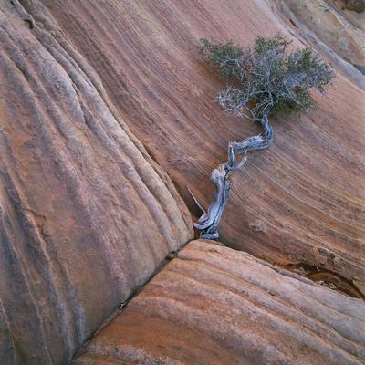 Photographic Print, , small