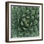 Queen Victoria Century Plant-Micha Pawlitzki-Framed Photographic Print