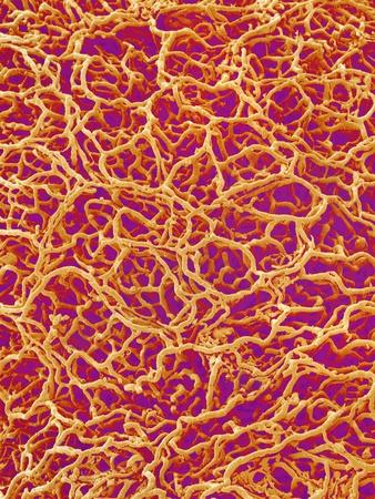 Photographic Print, , small