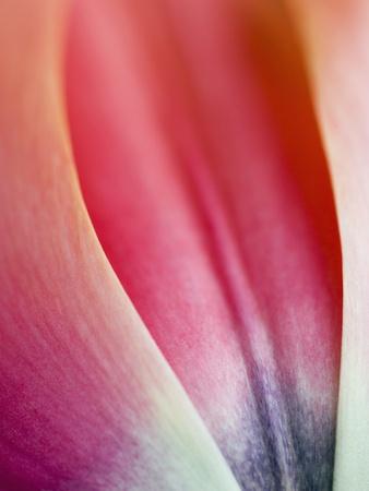 Photographic Print, , small