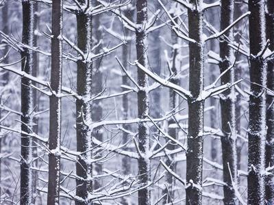 Photographic Print, , small