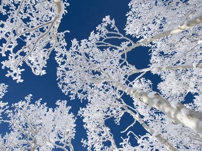 Photographic Print, , small