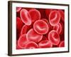 Human Red Blood Cells-Micro Discovery-Framed Photographic Print