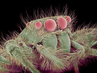 Photographic Print, , small